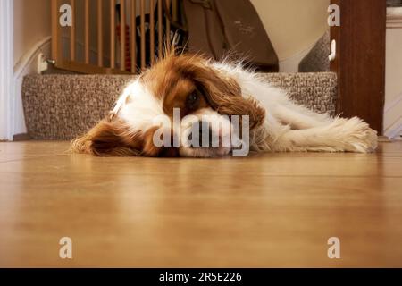 Blenheim Cavalier King Charles Spaniel Schoßhund. Kastanien und weiß. Auf dem Boden am Fuß der Treppe liegen. Stockfoto