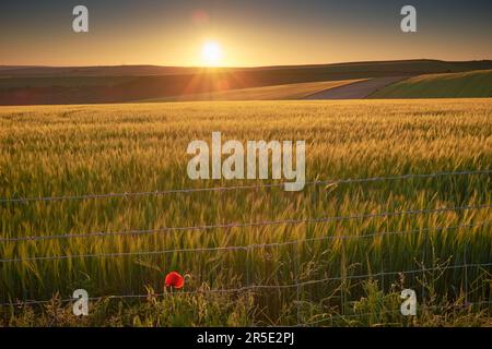 Ackerland im South Downs National Park mit Sonnenuntergang über dem Sussex Weald. Die niedrige Sonne wirft Lichter und Schatten auf die Hügel. Stockfoto