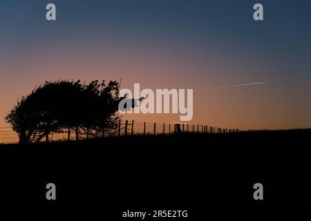 Flugzeuge fliegen bei Sonnenuntergang in die Ferne und erzeugen Dampfpfade. Eine Silhouette aus einem Baum und Zaun auf einem Hügel, der in die Ferne führt. Alciston & Fir Stockfoto