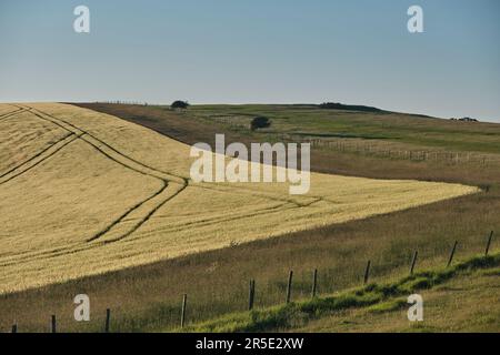 Auf einem Weizenfeld im South Downs National Park zieht der Traktor mit Sonnenuntergang über dem Sussex Weald. Die niedrige Sonne wirft die Highlights A Stockfoto