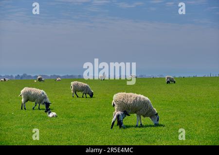 Schafe grasen in einem Feld mit einem Blick direkt auf Kamera Stockfoto