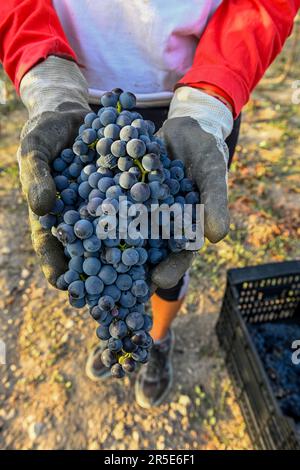 Hände einer Landwirtin, die während der Ernte Weintrauben pflückt Stockfoto