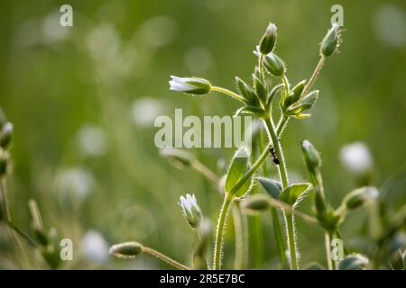 Die wunderschönen winzigen weißen Blumen von Stellaria Holostea, gemeinhin bekannt als größere Nähkraut oder Hochzeitskuchen. Blühen auf einer grünen Wiese während der Stockfoto