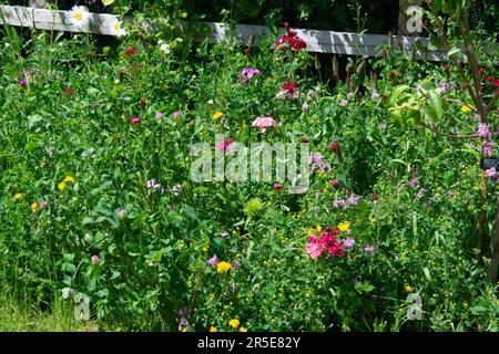 Wilde Blumengrenze im Vorstadtgarten, Großbritannien Stockfoto