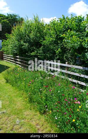 Wilde Blumengrenze im Vorstadtgarten, Großbritannien Stockfoto