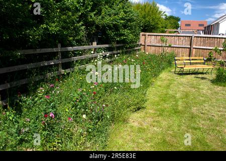 Wilde Blumengrenze im Vorstadtgarten, Großbritannien Stockfoto