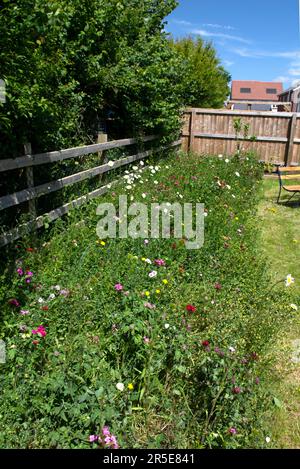 Wilde Blumengrenze im Vorstadtgarten, Großbritannien Stockfoto