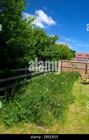Wilde Blumengrenze im Vorstadtgarten, Großbritannien Stockfoto