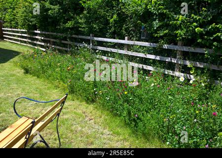 Wilde Blumengrenze im Vorstadtgarten, Großbritannien Stockfoto