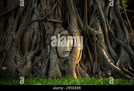 Der Kopf der Buddha-Statue ist in Baumwurzeln verwurzelt bei Wat Mahathat. Ayutthaya, Das Unglaubliche Thailand. Stockfoto