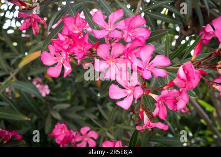 Nerium Oleader. Es ist ein Strauß oder ein kleiner Baum. Olender ist die giftigste Gartenpflanze. Stockfoto