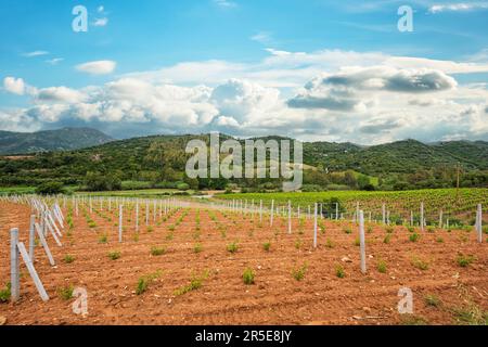 Neu angepflanzter Weinberg Cannonau mit neuen Triebe und jungen Blättern im Frühjahr. Die junge Blüte der Rebe. Traditionelle Landwirtschaft. Sardinien, Stockfoto