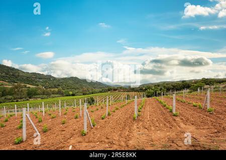 Neu angepflanzter Weinberg Cannonau mit neuen Triebe und jungen Blättern im Frühjahr. Die junge Blüte der Rebe. Traditionelle Landwirtschaft. Sardinien, Stockfoto