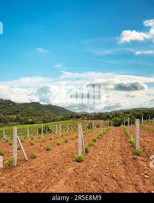 Neu angepflanzter Weinberg Cannonau mit neuen Triebe und jungen Blättern im Frühjahr. Die junge Blüte der Rebe. Traditionelle Landwirtschaft. Sardinien, Stockfoto