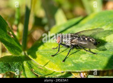 Fliegenfliege auf Blatt im Garten Stockfoto