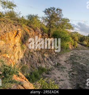 Landschaft mit felsigem Ufer eines trockenen Flusses im Strauchland in grüner wilder Landschaft, aufgenommen in heller Sommerdämmerung, Kruger Park, Mpumalanga, Süd Stockfoto