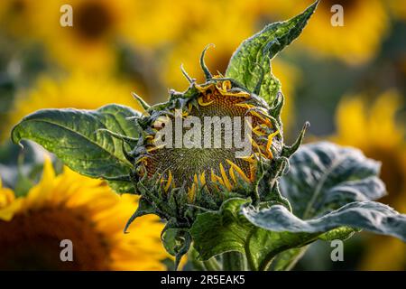 Eine Nahaufnahme einer Sonnenblume, die gerade beginnt sich zu öffnen, mit einer geringen Schärfentiefe Stockfoto