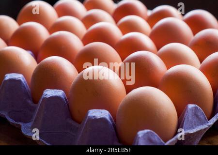 30 braune Hühnereier in einem blauen Eiertablett aus Pappe Stockfoto