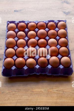 30 braune Hühnereier in einem blauen Eiertablett aus Pappe Stockfoto