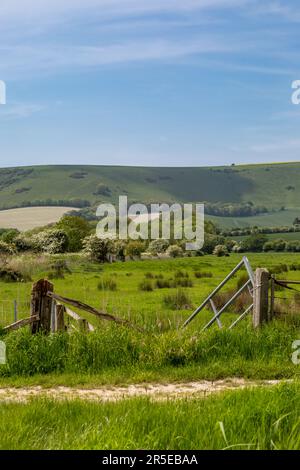 An einem sonnigen Frühlingstag in Richtung Kingston Ridge in den South Downs Stockfoto