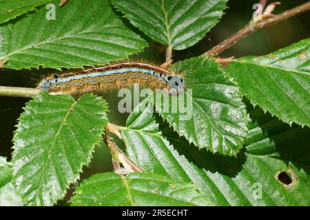 Natürliche Nahaufnahme der bunten Raupe der Lackey-Eulenmotte Malacosoma neustria Stockfoto