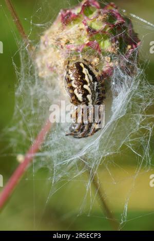 Natürliche Nahaufnahme der seltenen und vom Aussterben bedrohten Eichenspinne, Aculepeira ceropegia und ihres Netzes Stockfoto