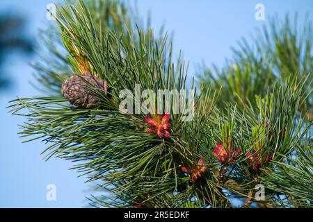Die rote Blüte und der violette Zapfen der schweizer Steinkiefer pinus cembra auf einem Zweig im Frühling Stockfoto