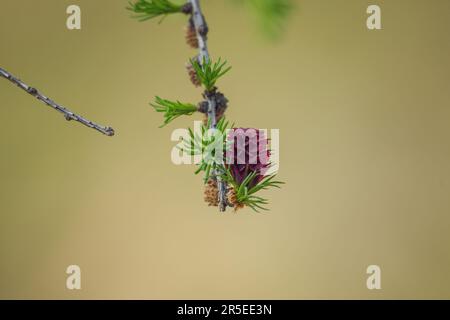 Die jungen Nadeln und der rote junge Kegel einer Lärche an einem Frühlingstag Stockfoto