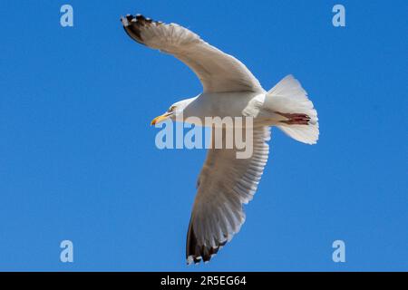 Ausgewachsene Heringsmull im Flug. Stockfoto