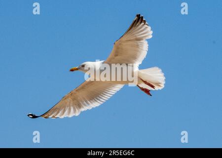 Ausgewachsene Heringsmull im Flug. Stockfoto