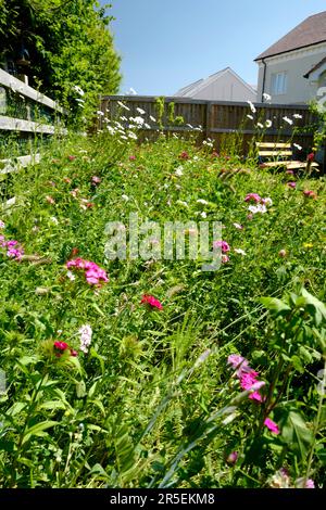 Wilde Blumengrenze im Vorstadtgarten, Großbritannien Stockfoto