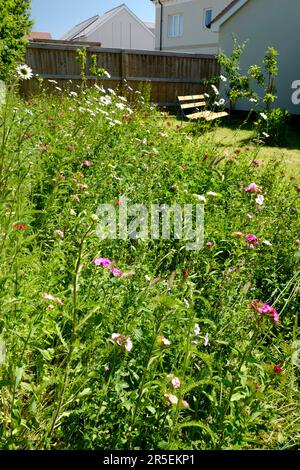 Wilde Blumengrenze im Vorstadtgarten, Großbritannien Stockfoto