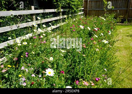 Wilde Blumengrenze im Vorstadtgarten, Großbritannien Stockfoto