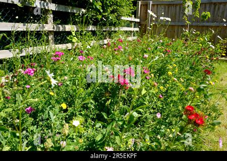Wilde Blumengrenze im Vorstadtgarten, Großbritannien Stockfoto