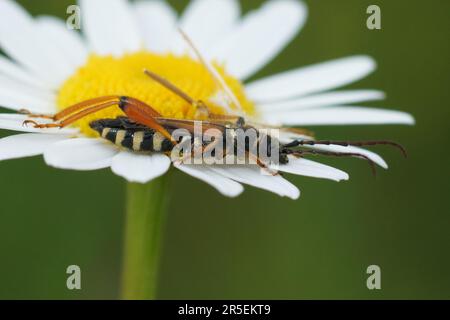 Natürlicher Nahtblick auf dem rothals-Rundhalskäfer Stenopterus rufus auf einer Ochsenaugen-Blume Stockfoto