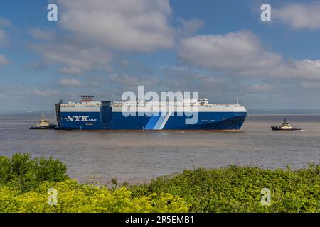 Anmutiger Anführer auf dem Weg zu den Royal Portbury Docks Stockfoto