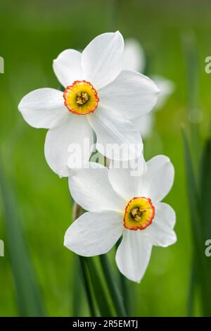 Narzissenblüten mit weißen Blütenblättern und gelber Mitte durch geformte Korona, Frühlingsblütenpflanze. Schönes Makrofoto mit verschwommenem Bokeh. Narzissen in einem Stockfoto