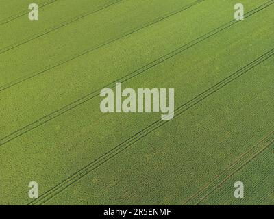 Ich kümmere mich um das Erntegut. Luftaufnahme eines riesigen Ackerlands. Grüne Weizenfelder aus der Vogelperspektive, sogar Straßenspuren, die für einen Traktor vorgesehen sind. Abstrac Stockfoto