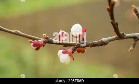 Aprikosenblüte Blüte Obstbaum Blütenwachstum Blütenknospen rote Astplantagen Garten Frühlingsbäume Prunus armeniaca hinterlässt Blattdetails oder Makroknospen Stockfoto