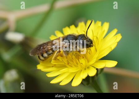 Natürliche, detaillierte Nahaufnahme einer weiblichen Biene mit Bändern, Halictus Scabiosae auf einer gelben Blume auf dem Feld Stockfoto