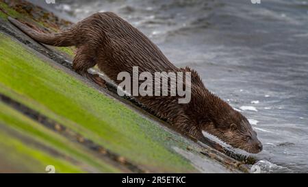 Begegnung mit wilden Ottern in Musselburgh Stockfoto