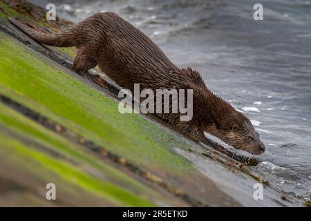 Begegnung mit wilden Ottern in Musselburgh Stockfoto