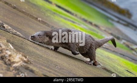 Begegnung mit wilden Ottern in Musselburgh Stockfoto