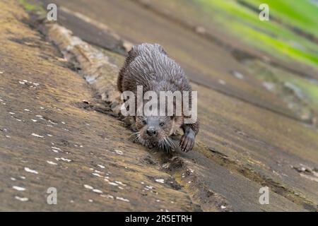 Begegnung mit wilden Ottern in Musselburgh Stockfoto