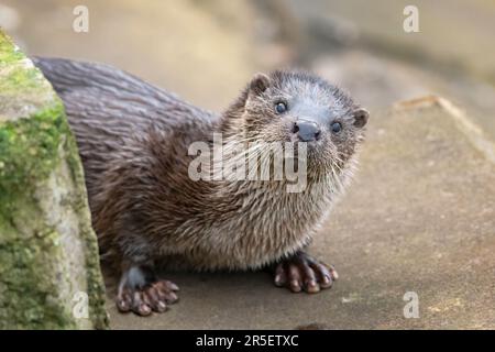 Begegnung mit wilden Ottern in Musselburgh Stockfoto