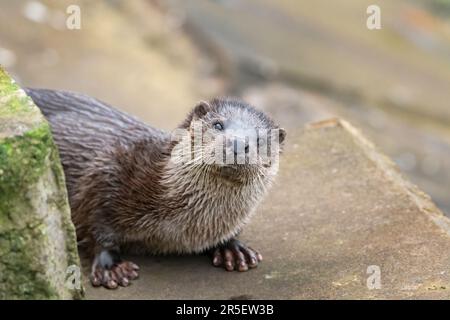 Begegnung mit wilden Ottern in Musselburgh Stockfoto