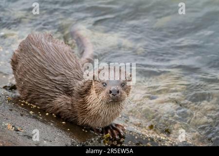 Begegnung mit wilden Ottern in Musselburgh Stockfoto