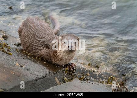 Begegnung mit wilden Ottern in Musselburgh Stockfoto