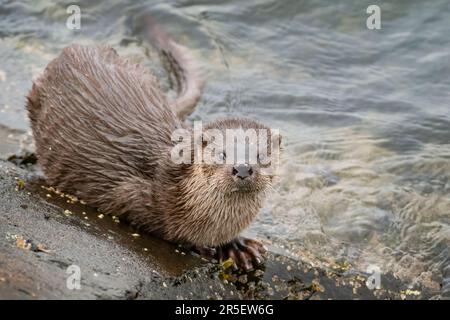 Begegnung mit wilden Ottern in Musselburgh Stockfoto