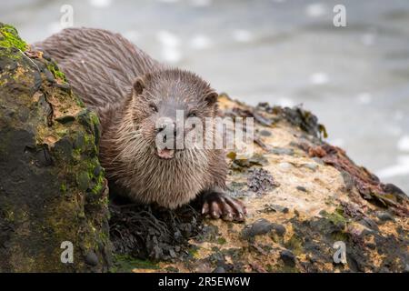 Begegnung mit wilden Ottern in Musselburgh Stockfoto